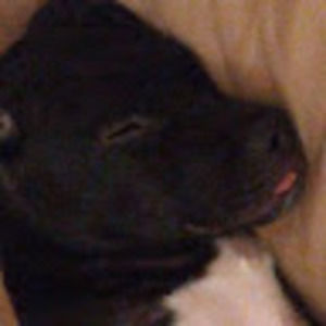 Meet your Posher, Harley